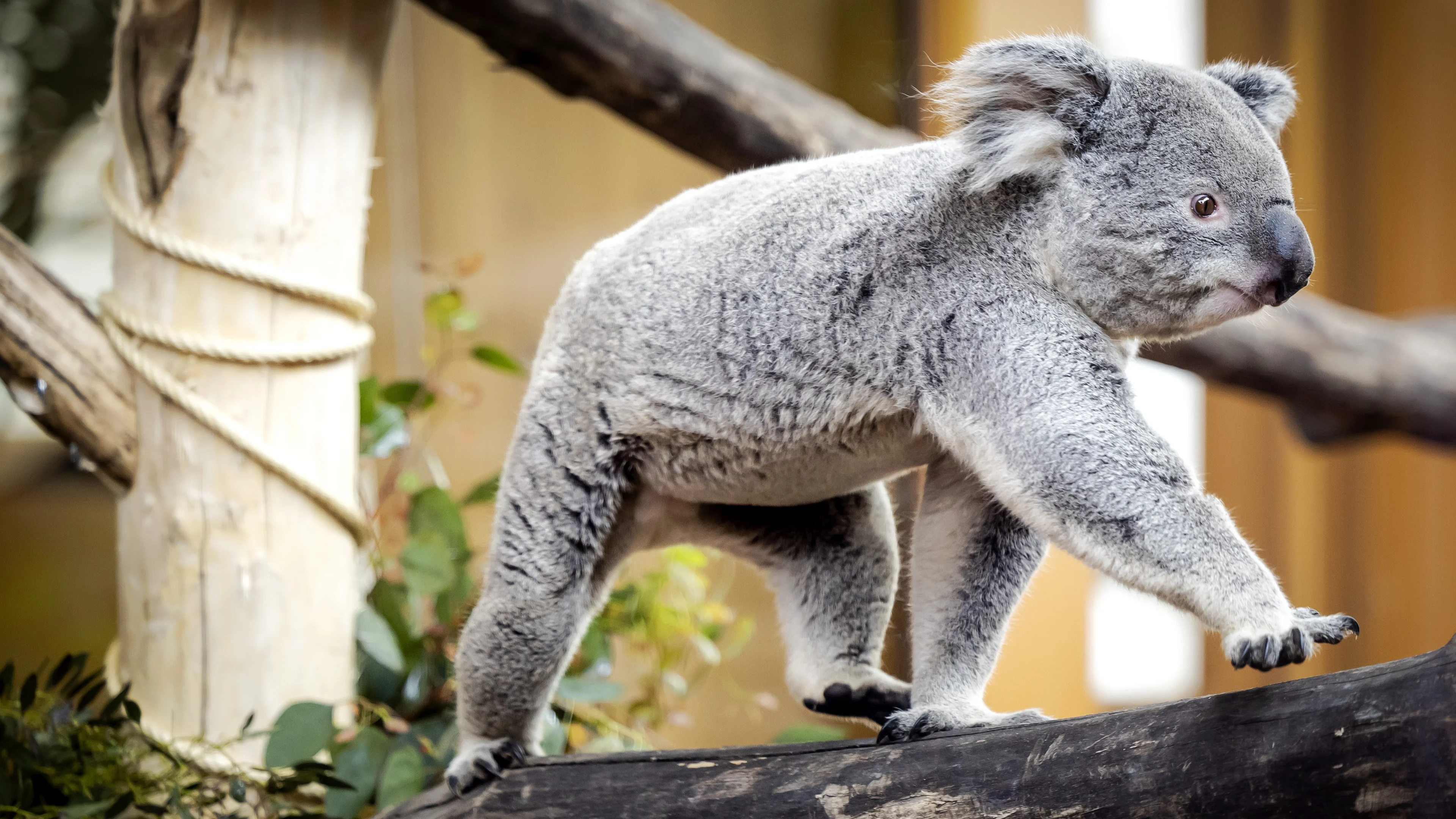 Primeur in Rhenen: eerste koala ooit geboren in Nederland