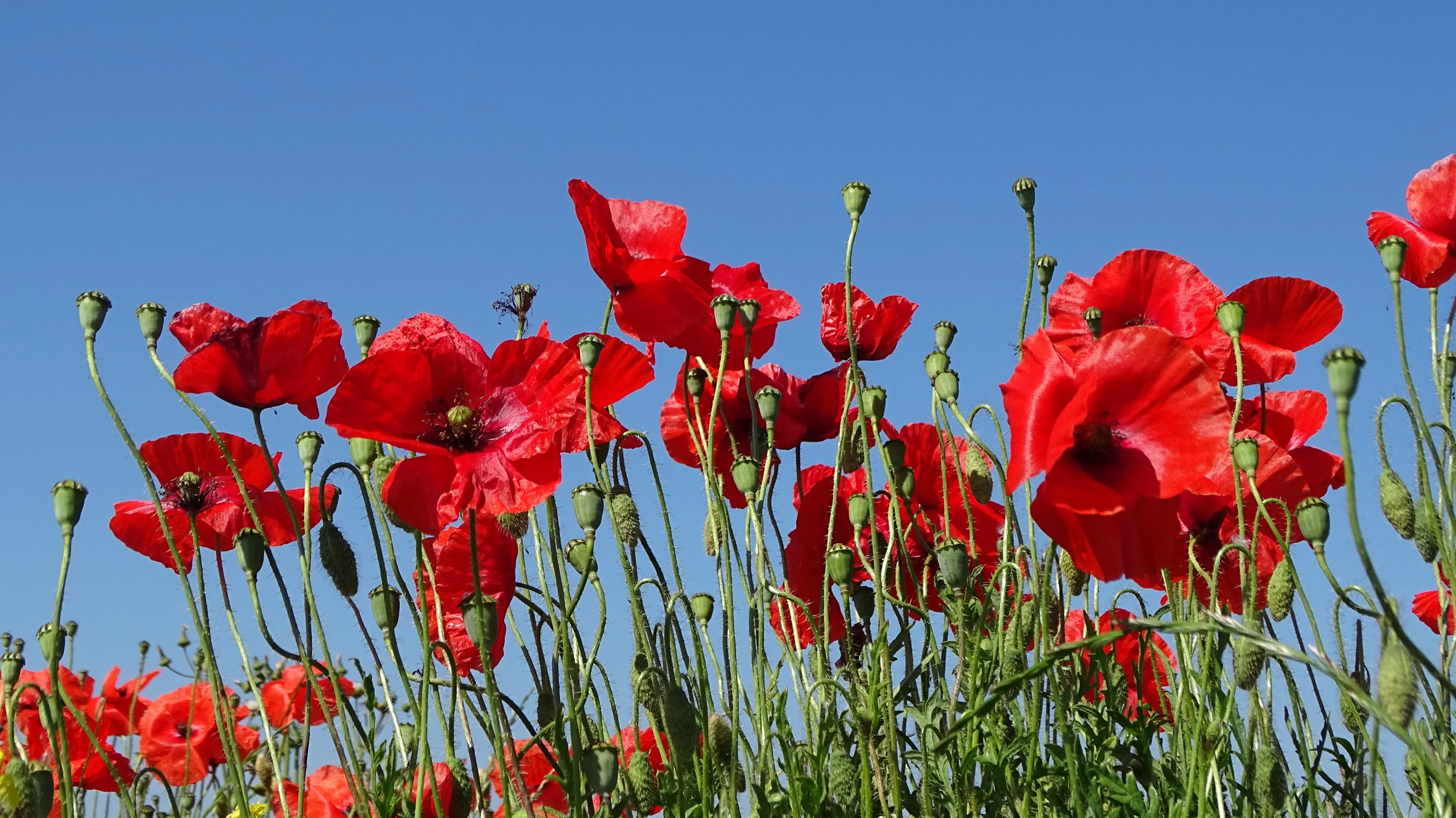 Zonnig in het zuiden, kans op regen in het noorden