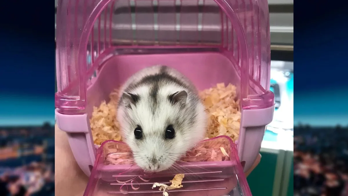 Bizar: dwerghamster met kooi en al gedumpt bij afval in Amsterdam