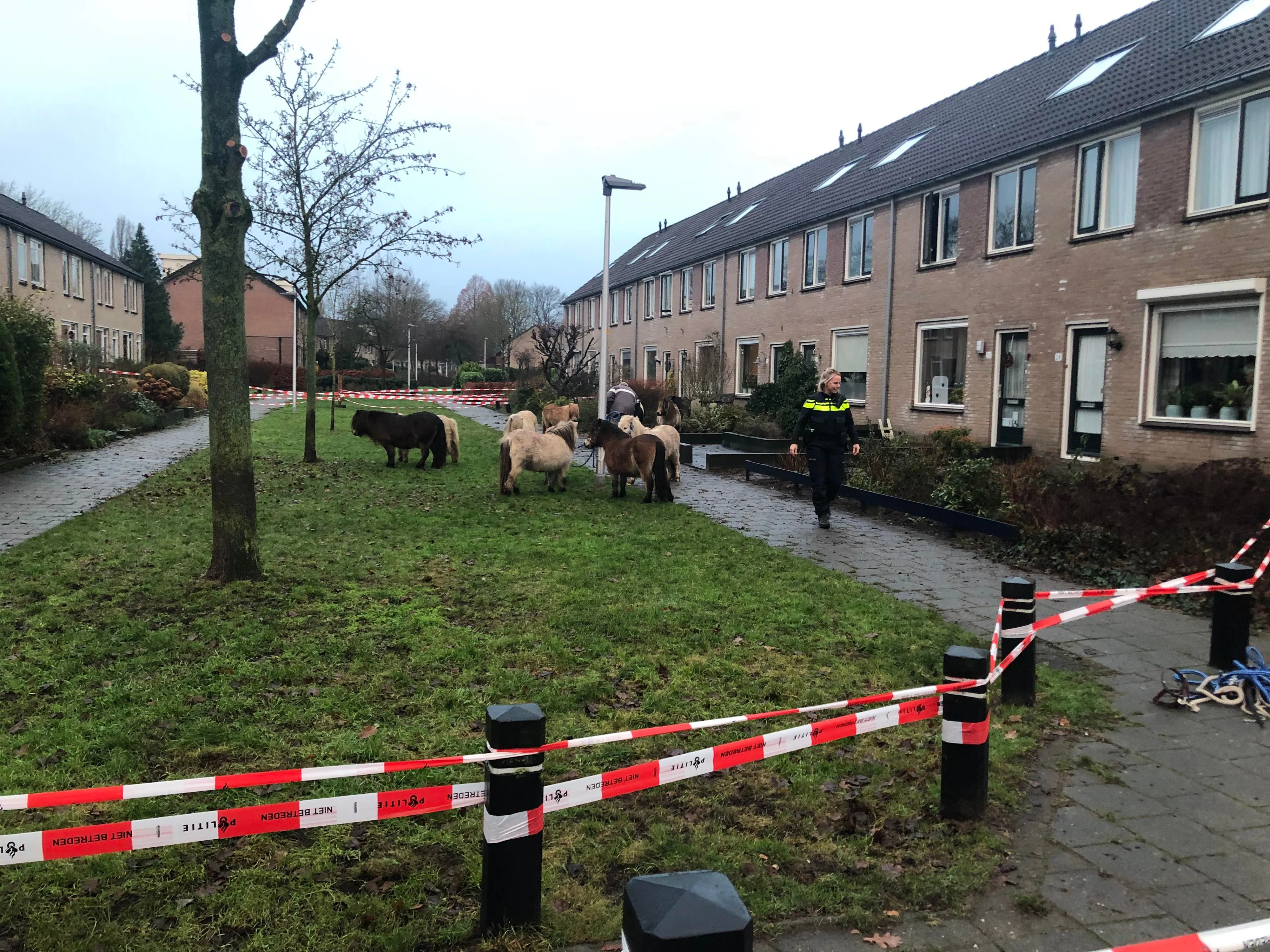Vijftien shetlandpony's breken uit en slopen tuinen in Eerbeek