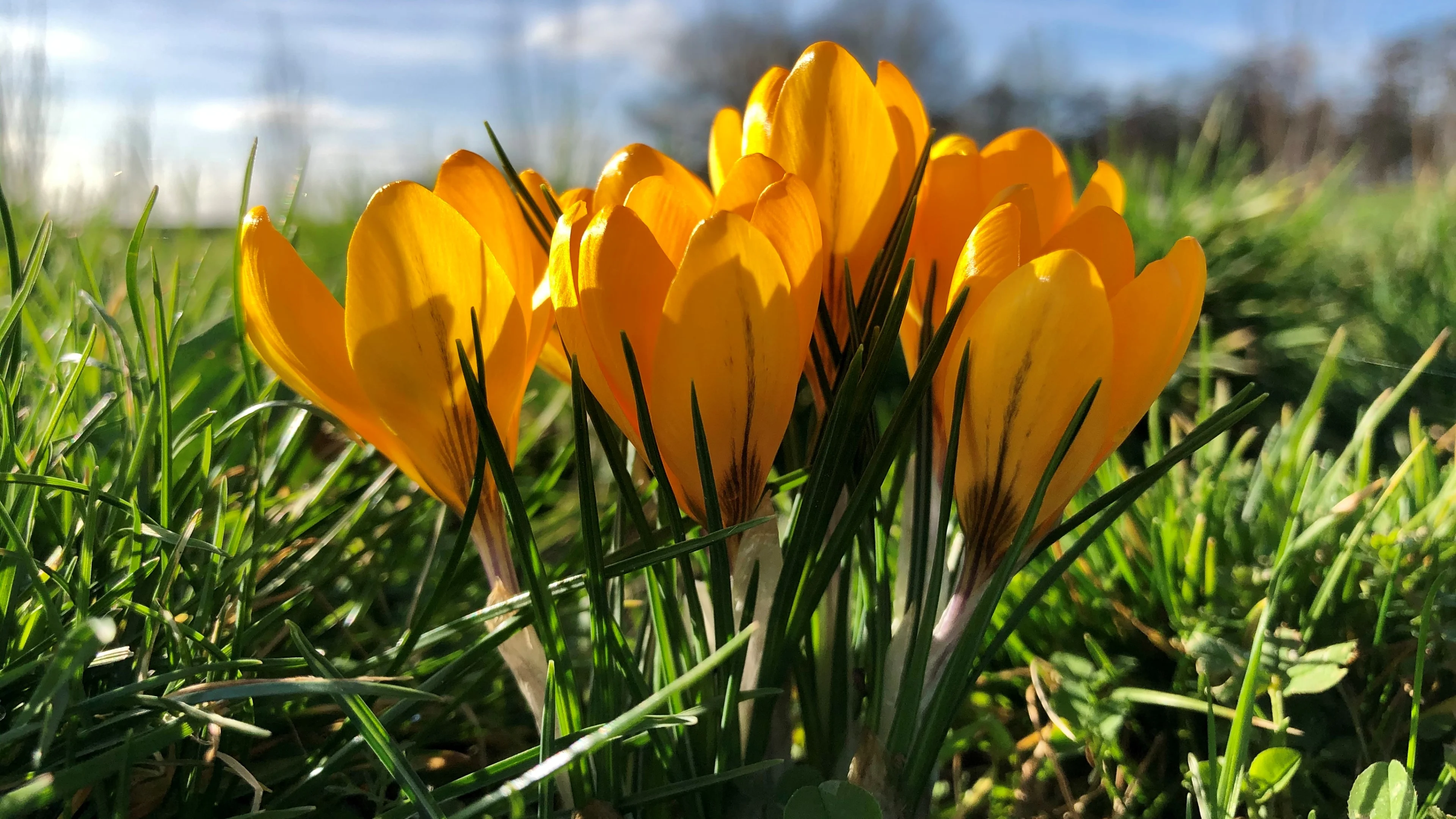 Kouder winterweer op komst: lichte vorst, lagere temperatuur en meer zon