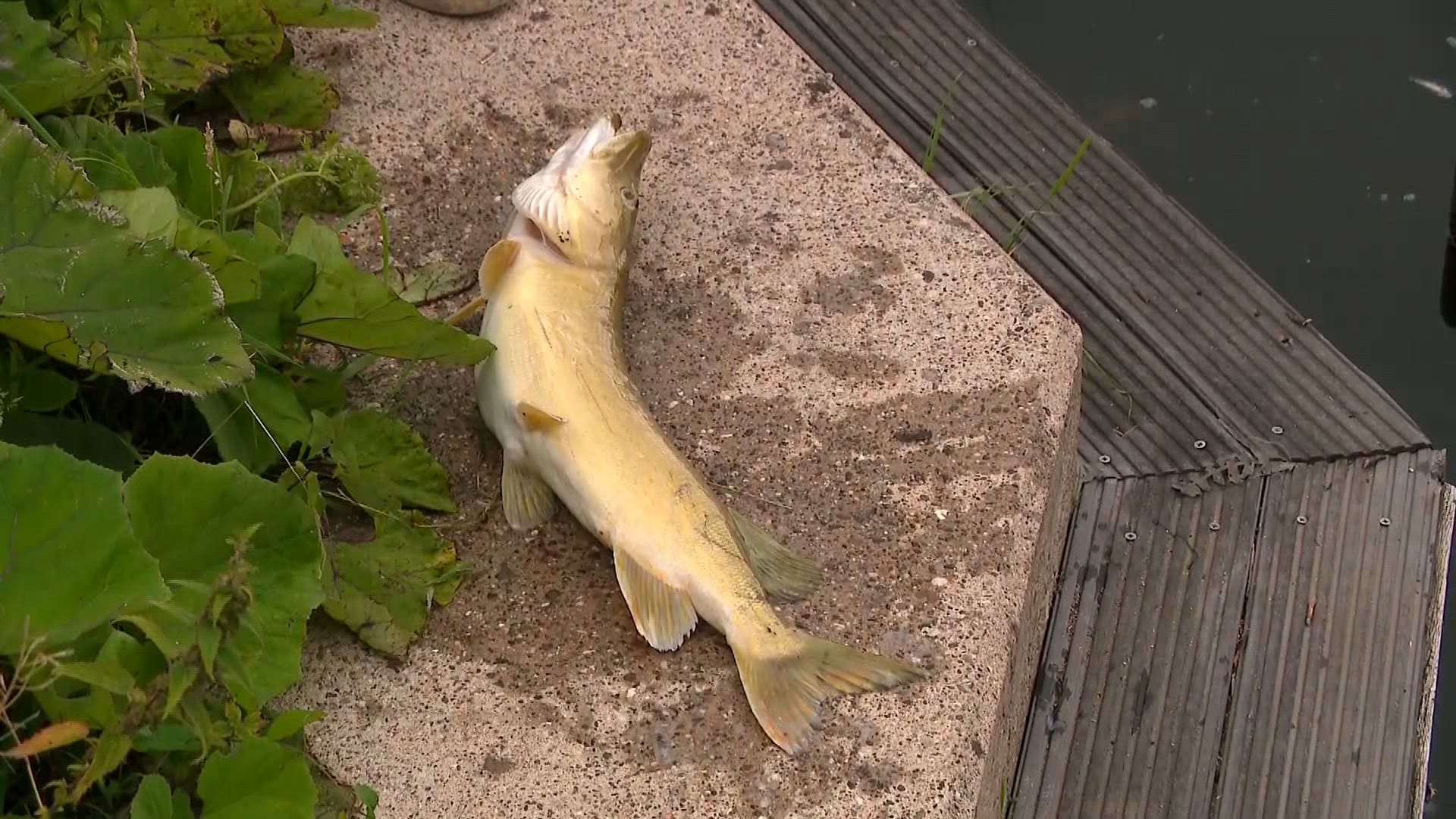 Honderden dode vissen in Ringvaart Aalsmeer