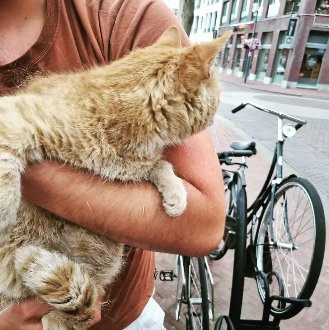 Vermiste kat Koffic zat bijna week lang opgesloten in busje in Helmond