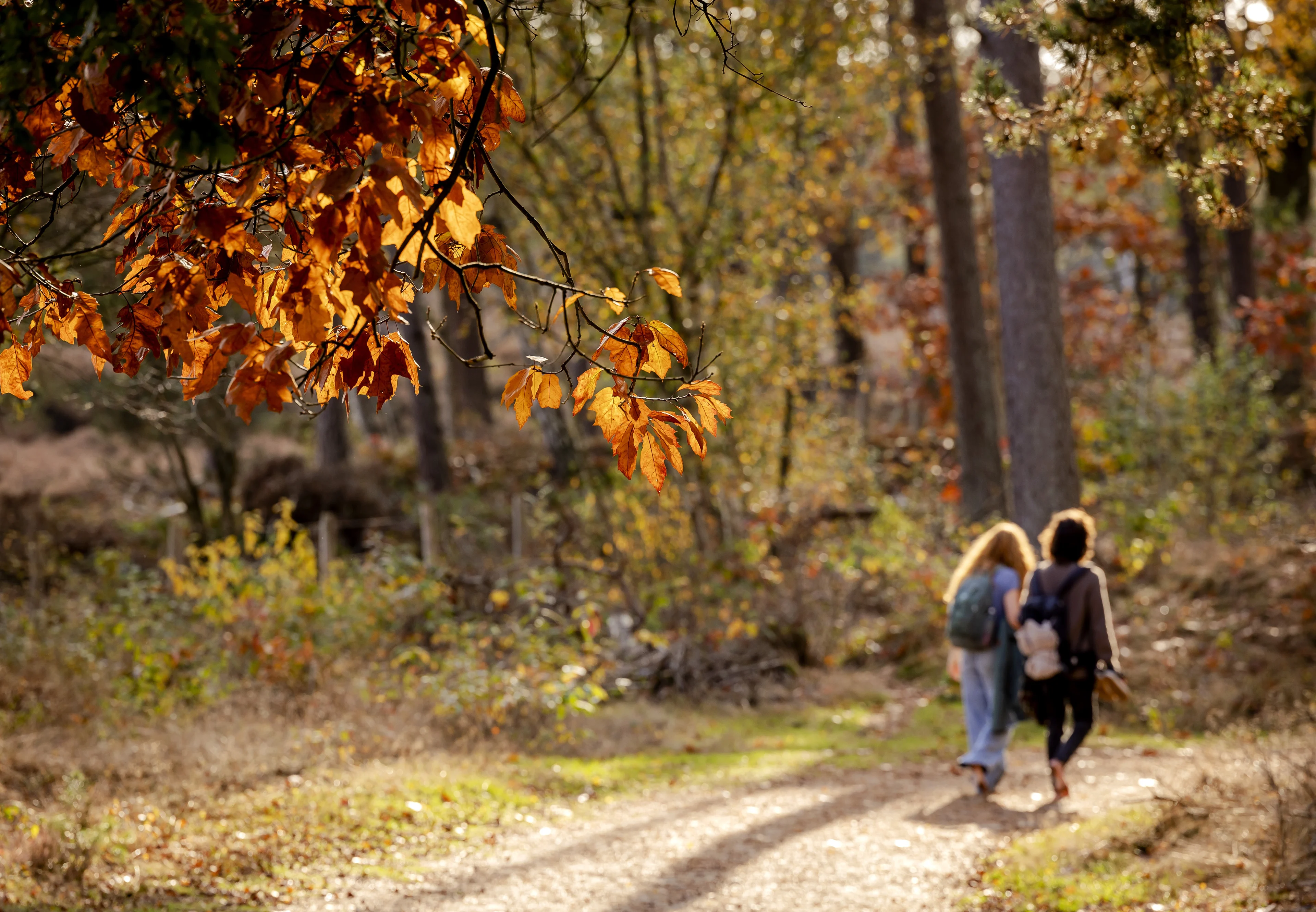 Zon breekt door na grauwe start van de dag