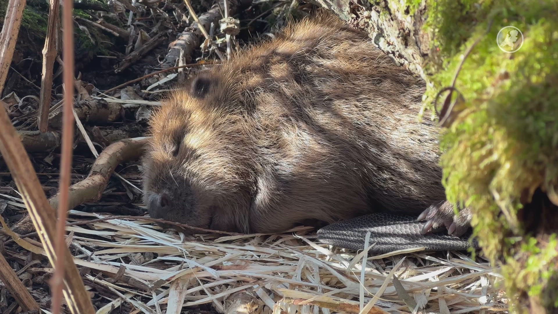 ZIEN: Bever geniet van eerste warme zonnestralen