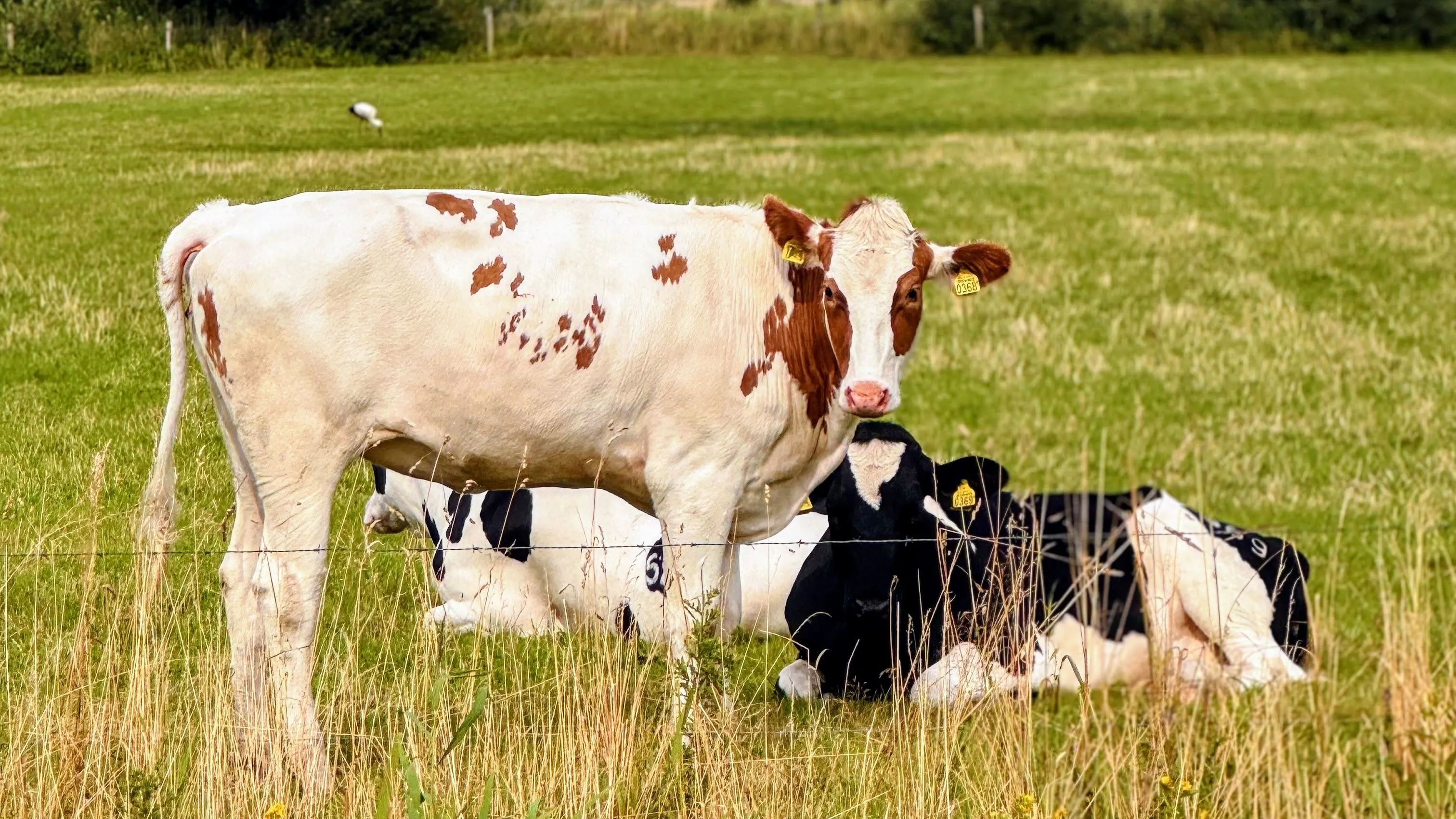 Kabinet komt met ingrijpende stikstofplannen, vooral voor boeren rond natuurgebieden