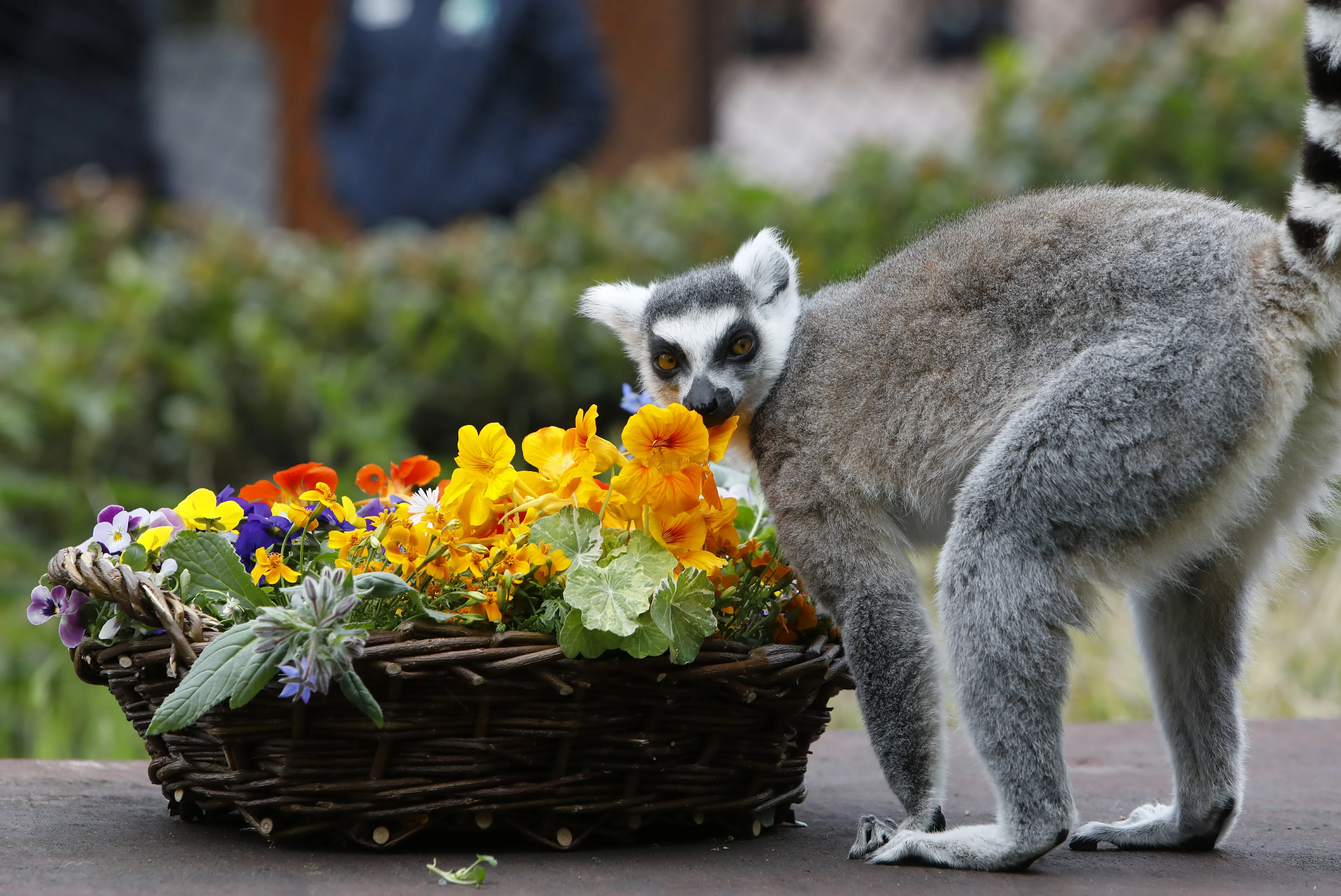 Ouwehands Dierenpark vraagt donaties voor dierenvoer en verblijven: 'Alles helpt ons'