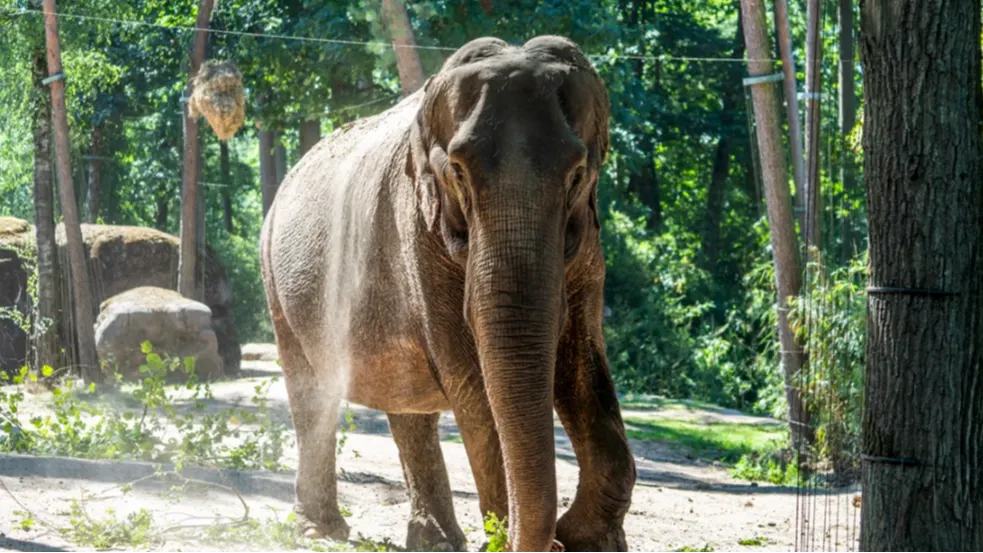 Tranen in Burgers' Zoo: olifant Pinky (59) ingeslapen