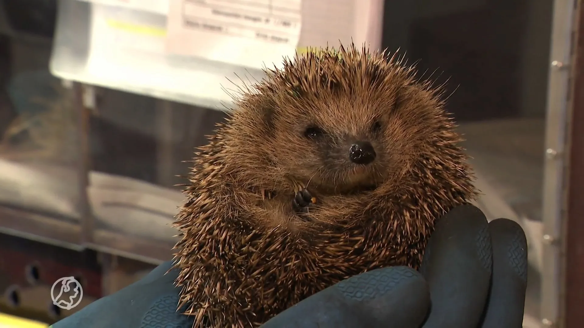 Donaties stromen binnen voor egelopvang Papendracht na gestolen kluis