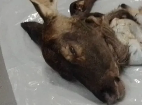 Mysterie rond half gevild damhert in Amsterdams Westerpark