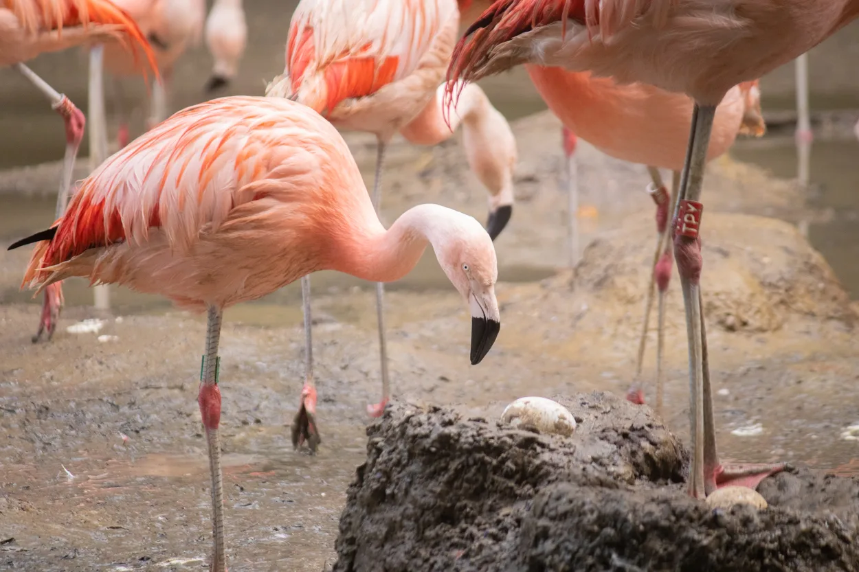 Flamingo's in DierenPark Amersfoort leggen uitzonderlijk veel eieren