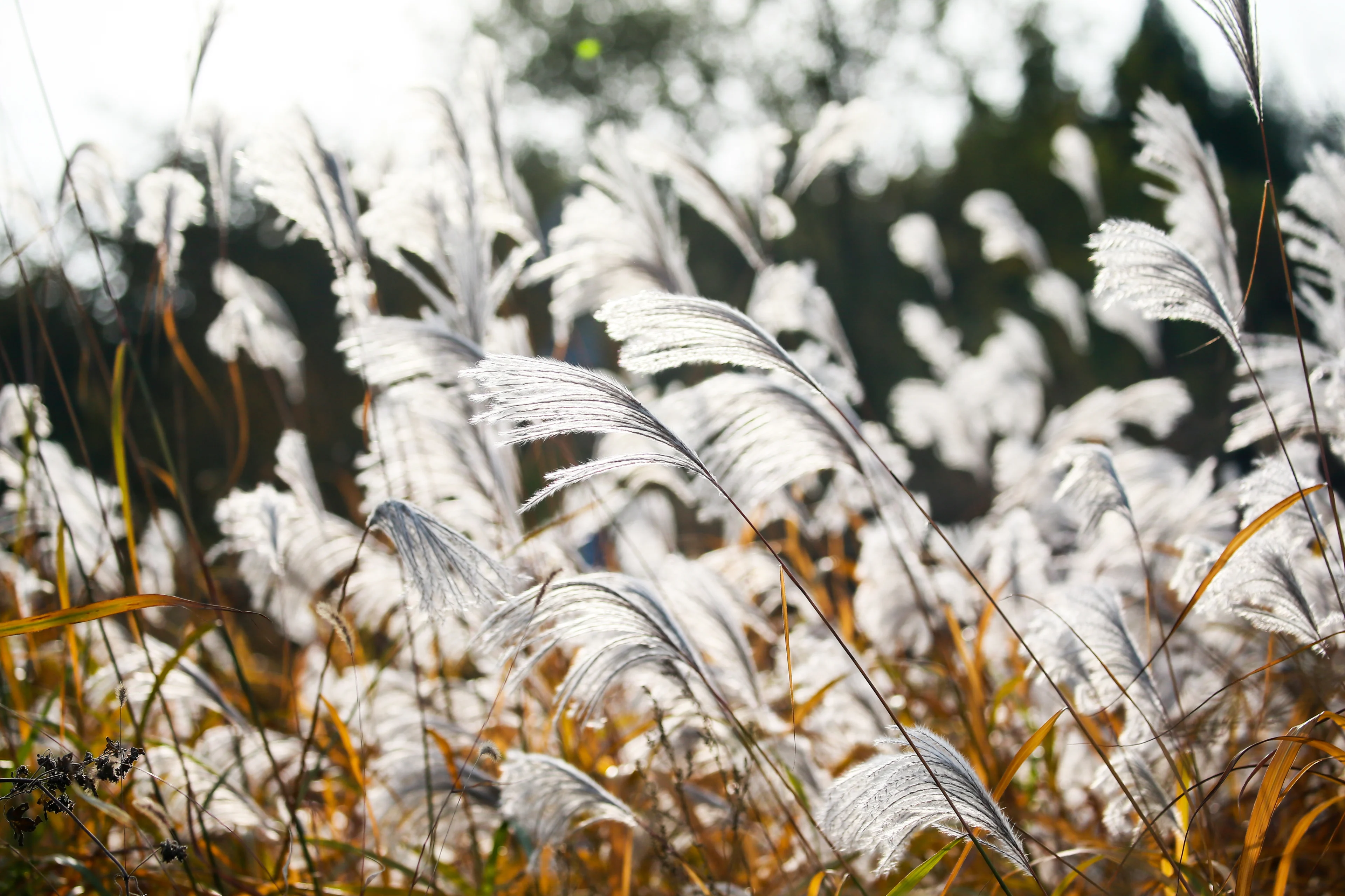 De vorst is laat dit jaar: temperaturen nu pas onder vriespunt op 'normale waarnemingshoogte'