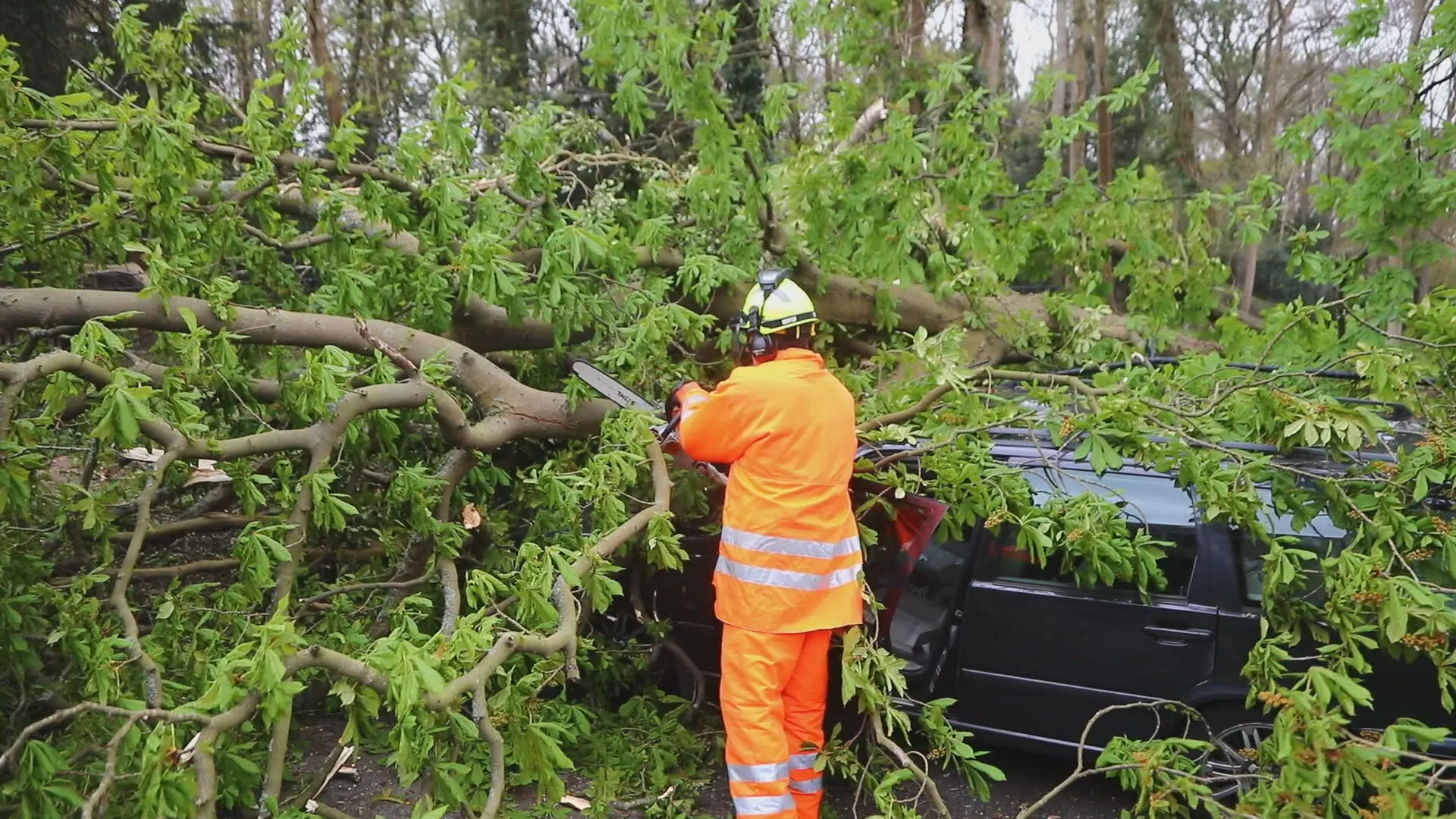 Veel overlast door harde wind: omgewaaide bomen en vertraging op het spoor