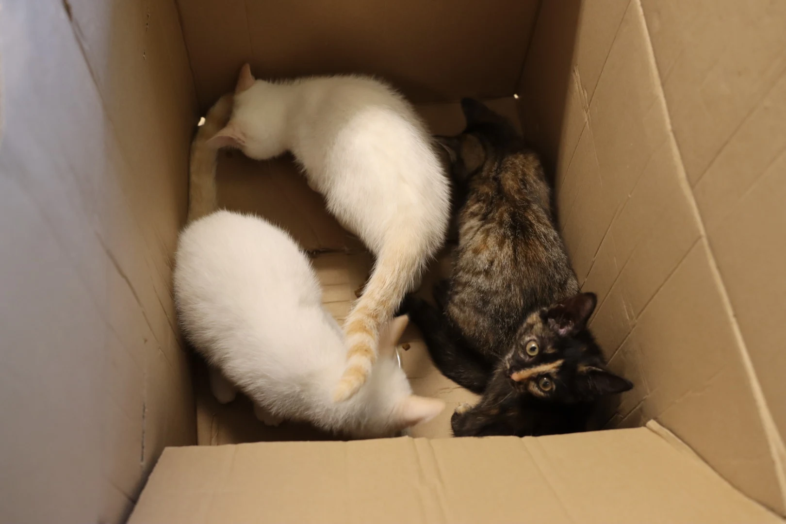 Vier kittens in stromende regen gedumpt in kartonnen doos 