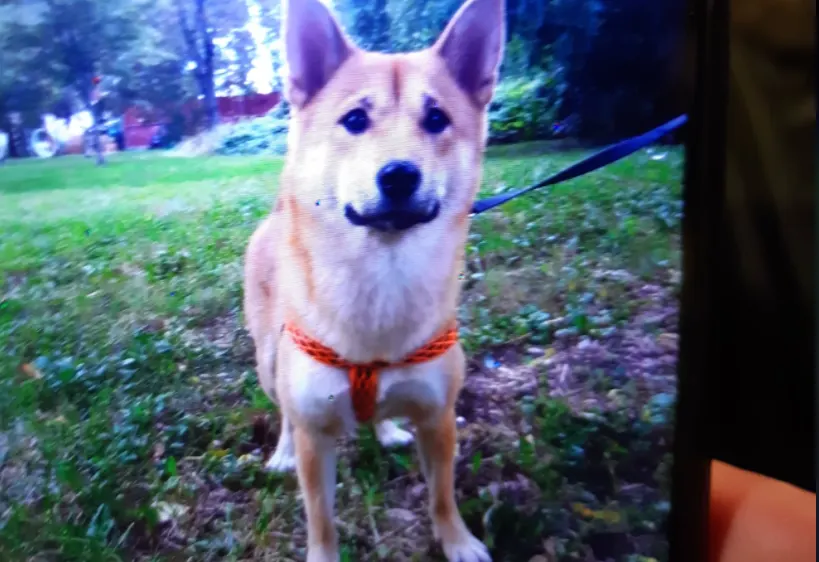 Verdwenen hond Aisa doorweekt en bibberend teruggevonden: 'Mijn hart huilde'