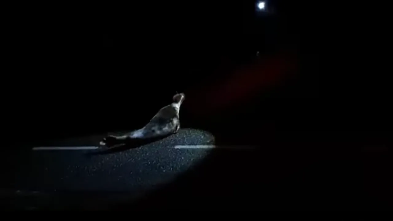 Politie krijgt het aan de stok met 'agressieve en opstandige' zeehond