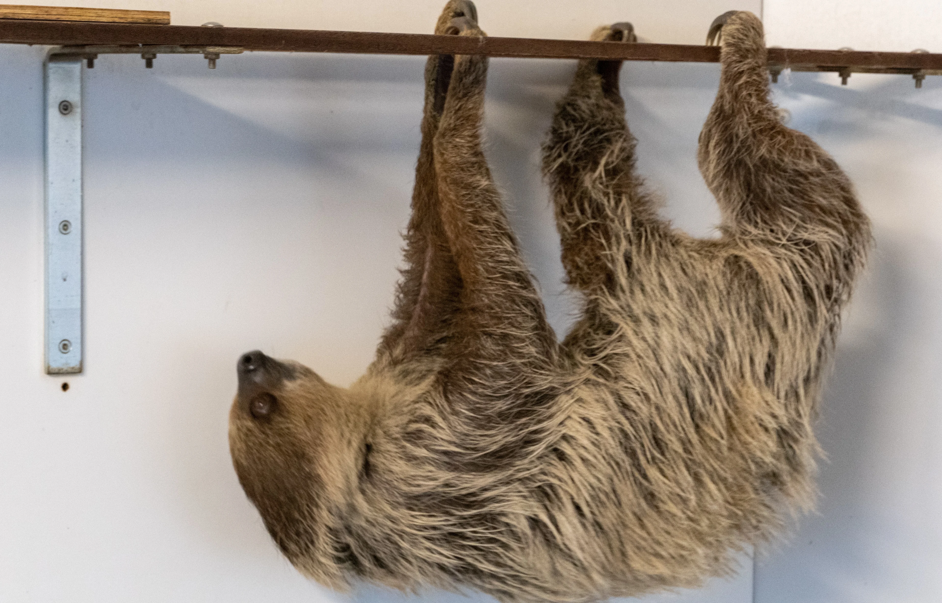 Luiaard Odin krijgt vriendinnetje in ZooParc Overloon