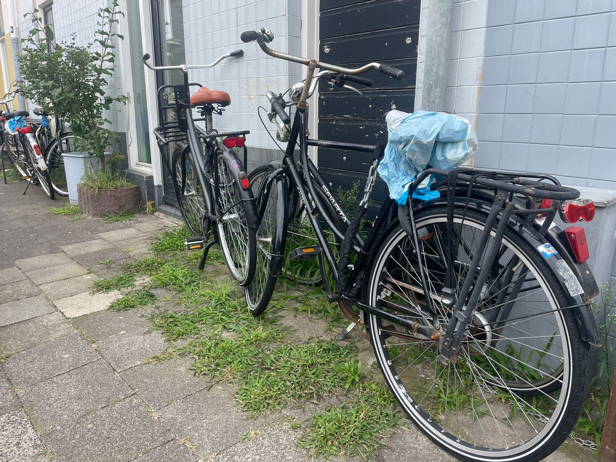 Irritant: waarom groeit je onkruid nu als een tierelier? (En hoe kom je ervan af?)