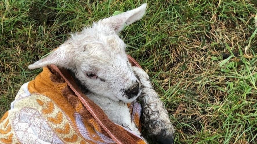 Lammetjes dood en gewond, vermoedelijk door racende crossmotoren