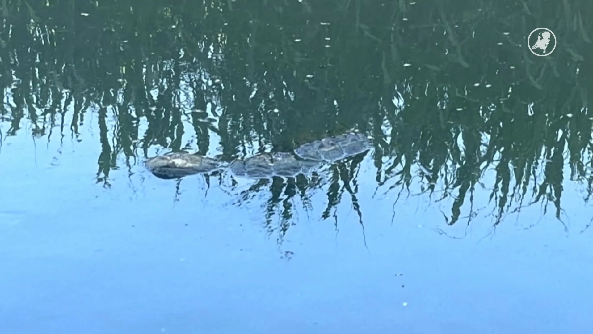 Politie rukt uit voor 'krokodil' in Schiedam
