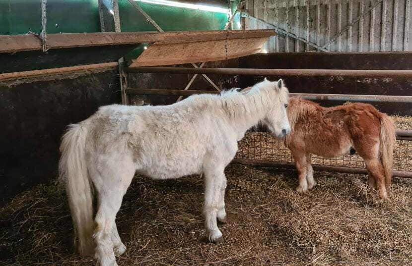 NVWA neemt tientallen verwaarloosde dieren in beslag bij Overijssels bedrijf