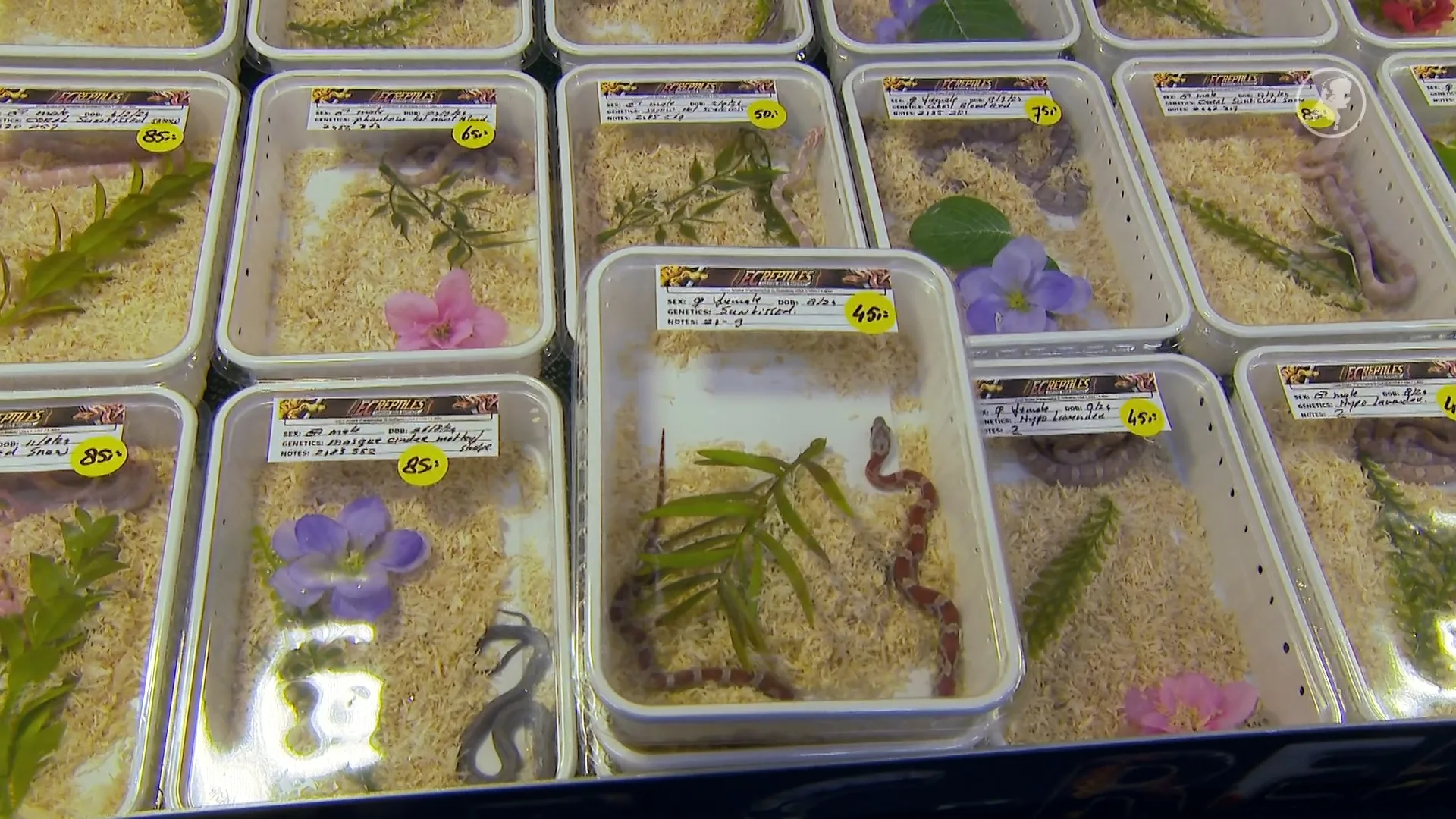 Reptielenbeurzen straks verleden tijd? 'Kan nooit goed zijn in plastic bakje'