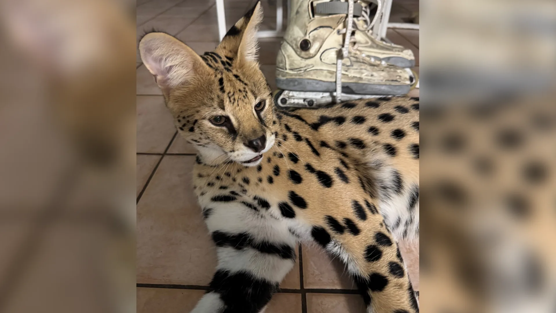 Serval Tora uit Zaandam voor de derde keer vermist: ontsnapt tijdens wandeling