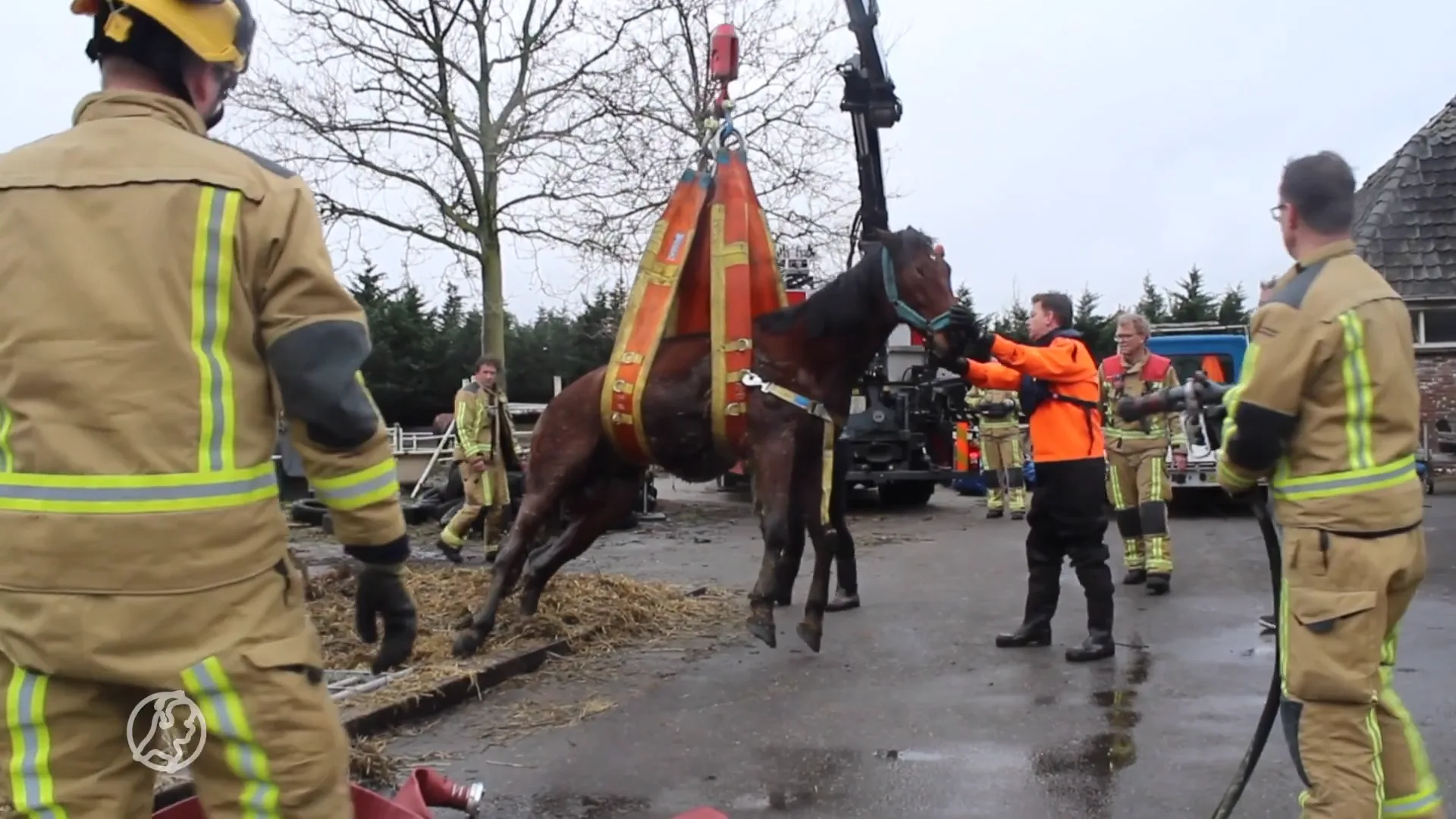 Brandweer takelt in gierput gevallen paard uit benarde situatie