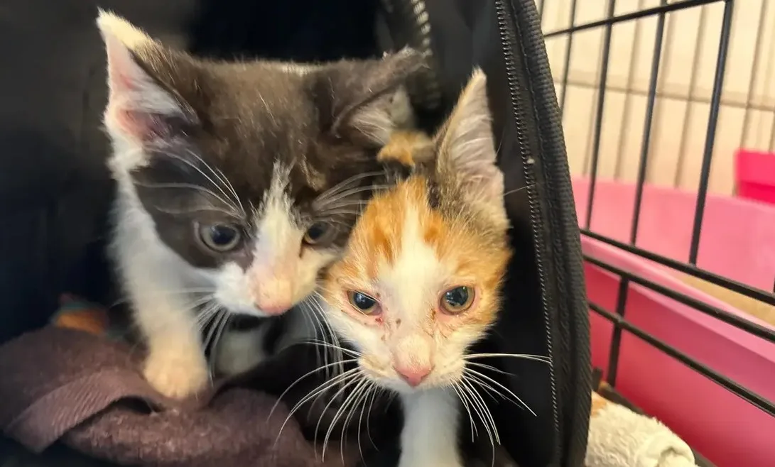 Vrouw drukt doos zieke kittens in handen van meisje (10): 'Onacceptabel'