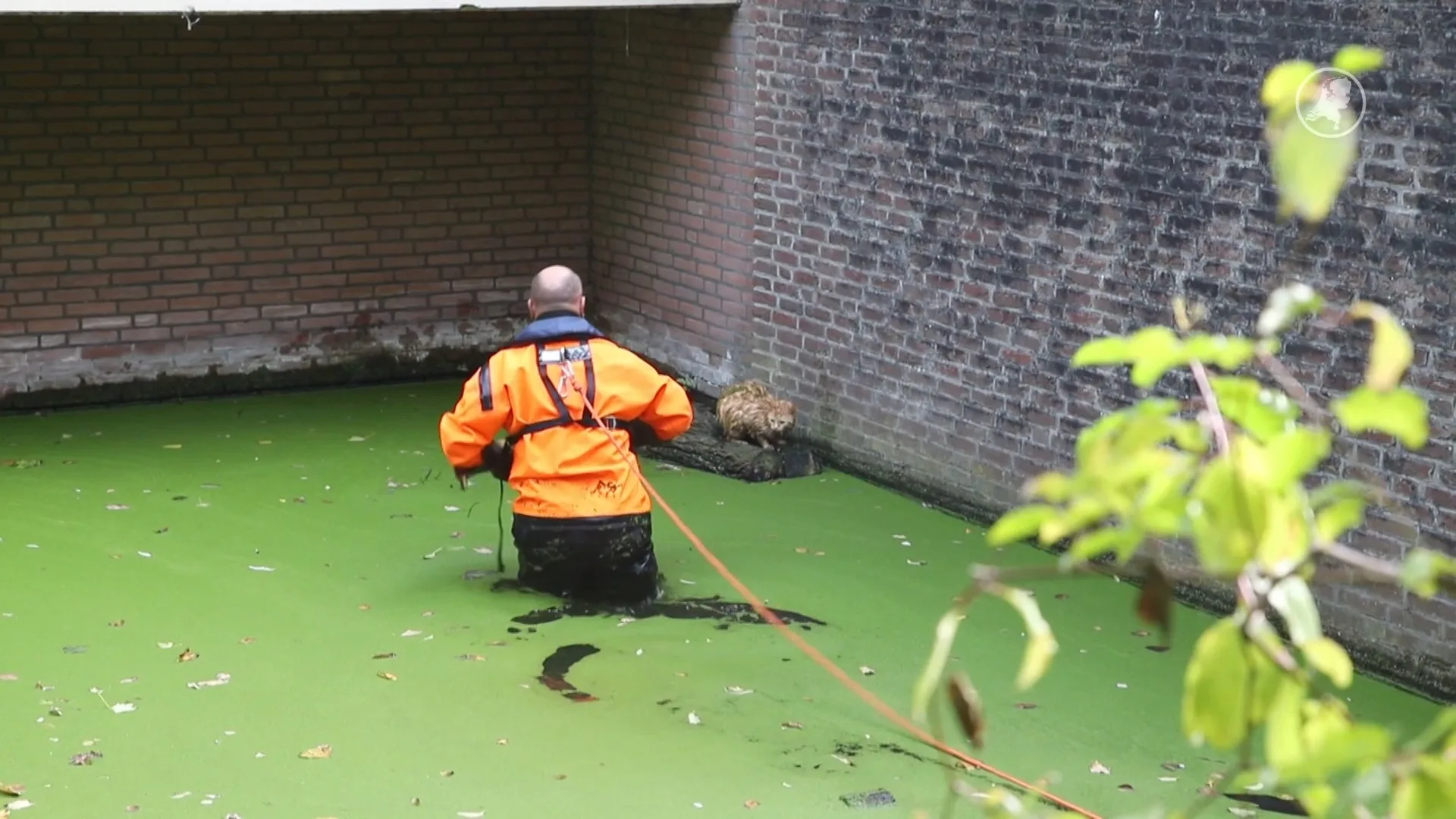Kat uit water gered in Den Haag