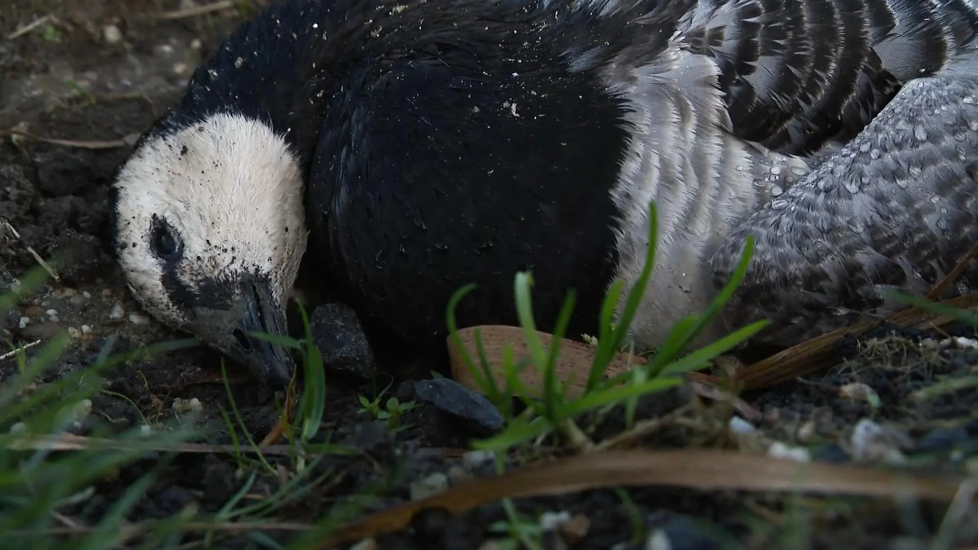 Ganzen vallen massaal uit de lucht, vogelgriepvirus rukt op vanuit Noord-Nederland