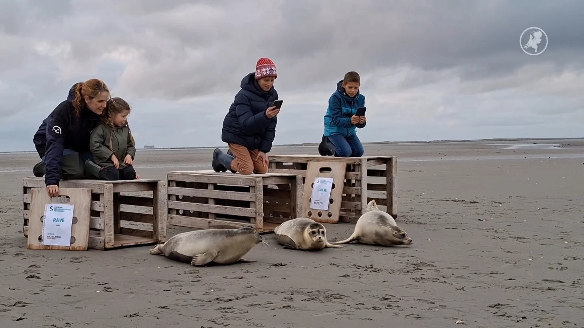 Zeehond Rave, gevonden op illegale rave, na maanden terug de Waddenzee in