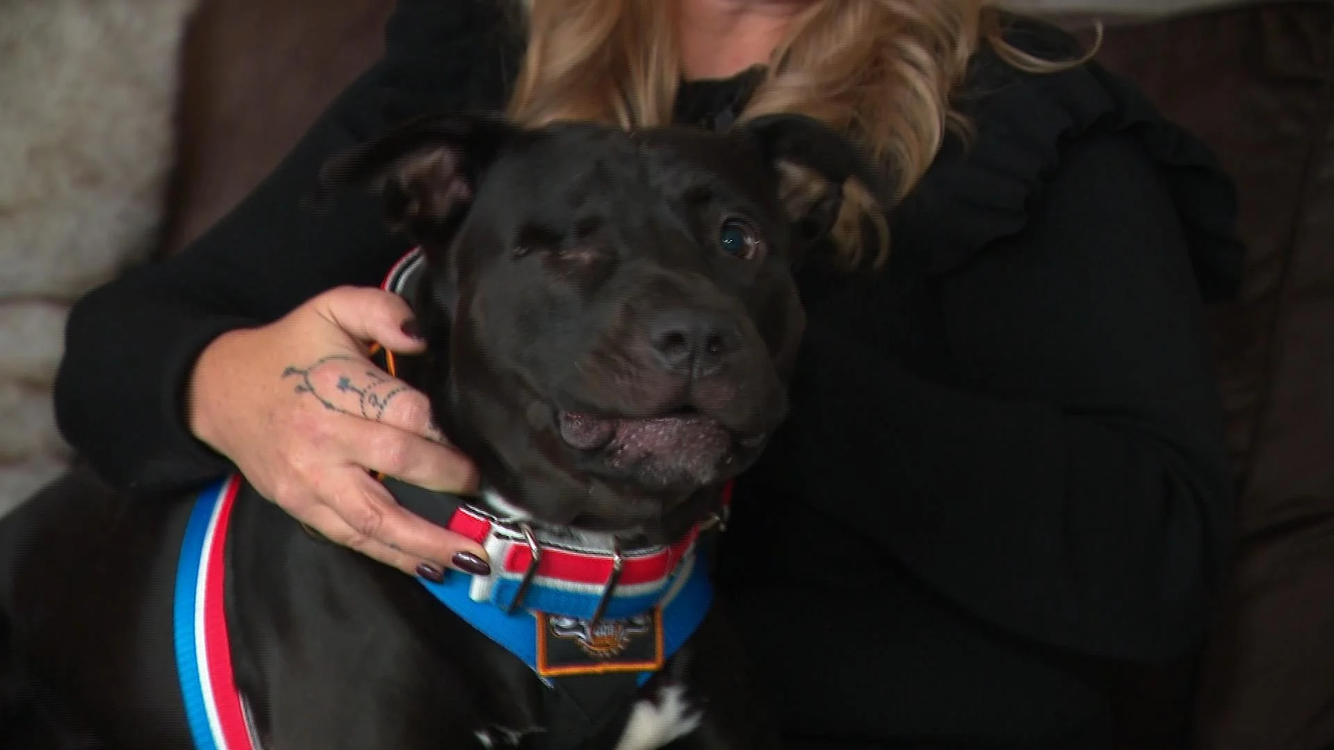 Nieuw onderzoek naar mishandeling van hond Tommy