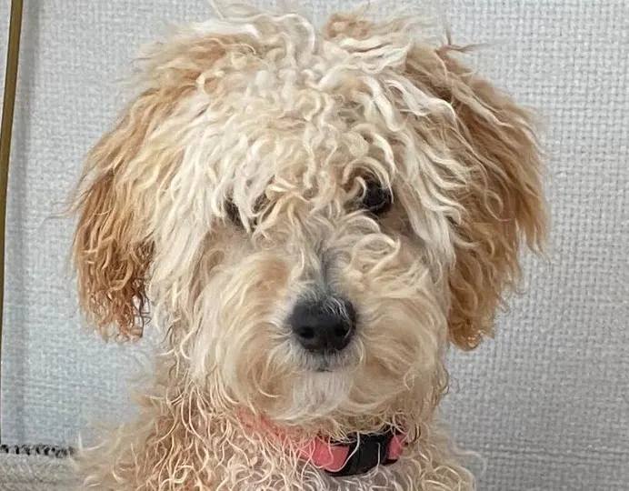 Koninklijke hond Mambo blaft dwars door videomeeting Máxima