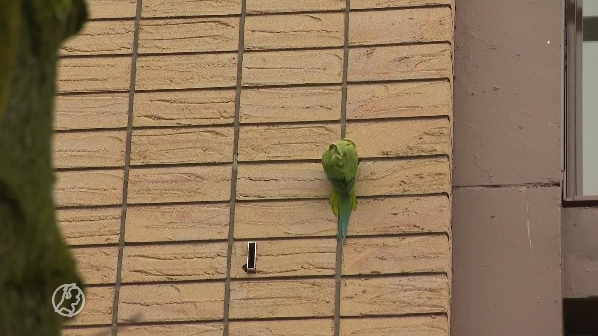 Halsbandparkieten plaag voor gevels: voor honderden euro's schade 