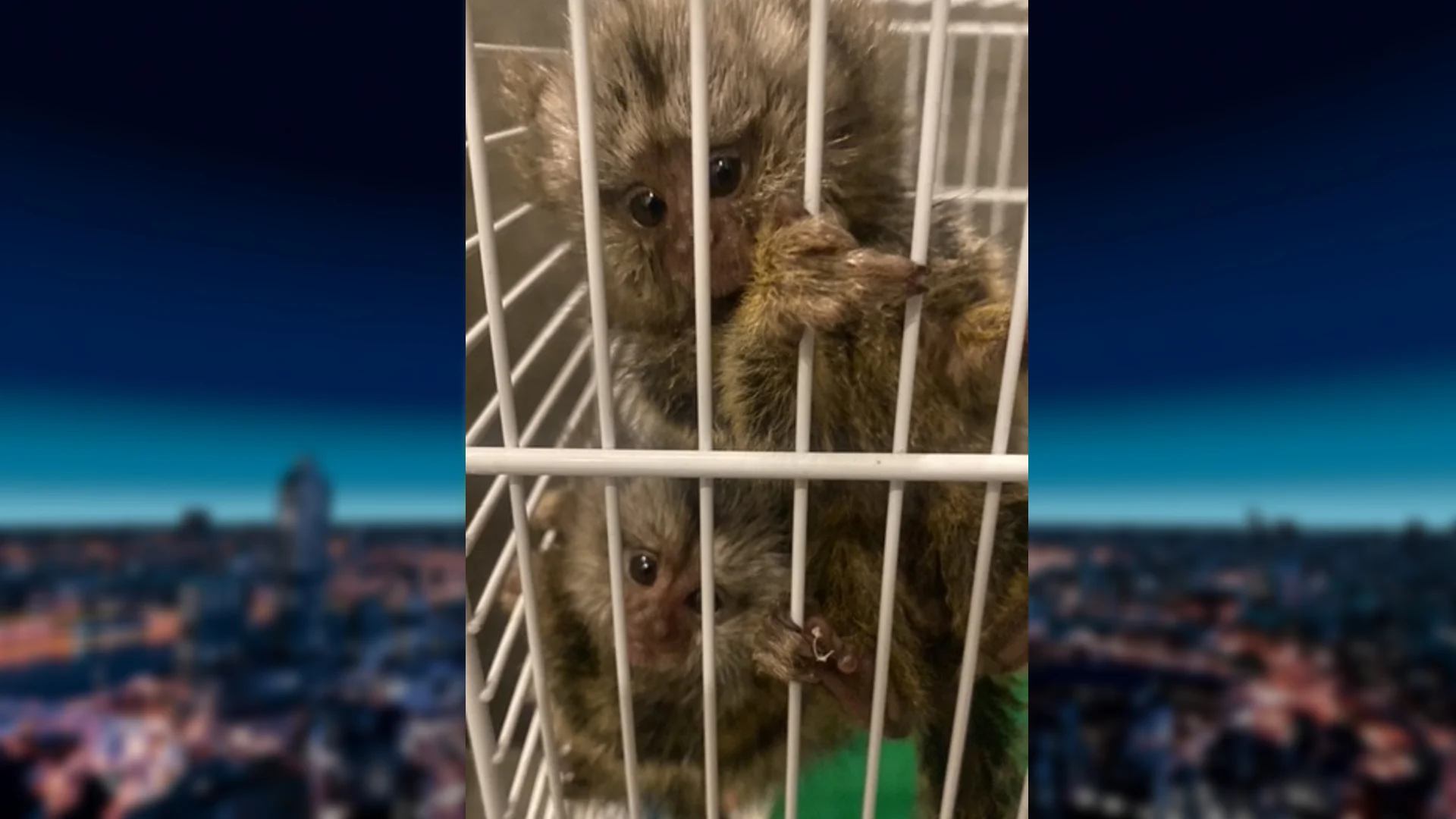 Italiaanse dierenarts brengt piepjonge aapjes met camper naar Nederland, 'toestand zorgelijk'