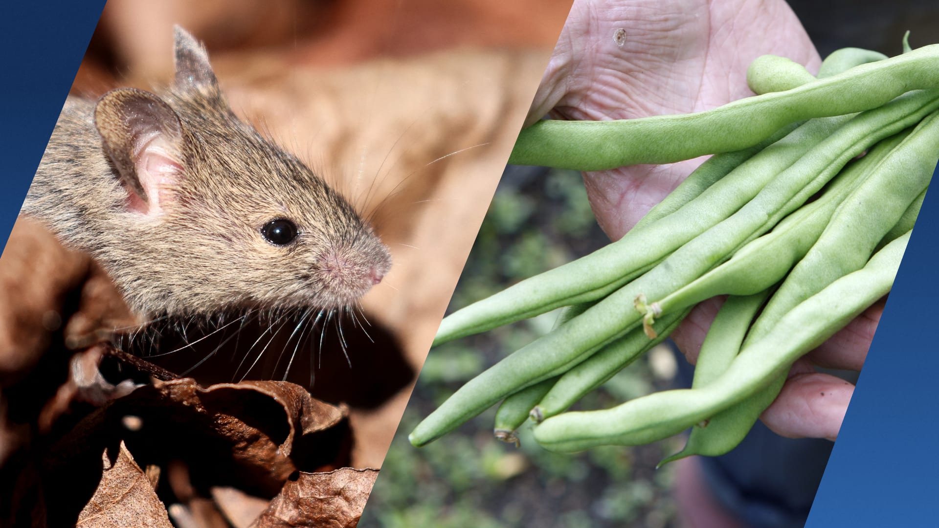Rotterdams echtpaar vindt dode muis in zak diepvriessperziebonen van Jumbo