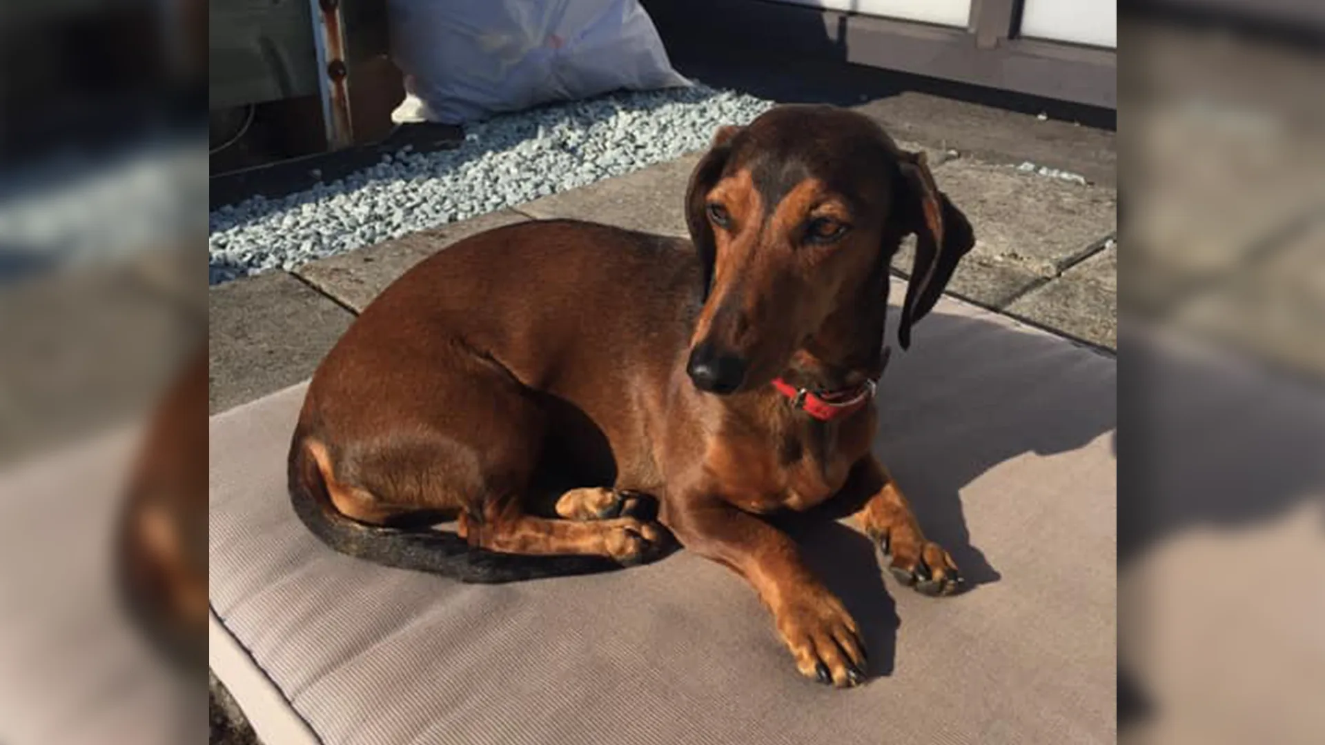 Teckel Woody in de armen van zijn baasje verscheurd door twee agressieve honden