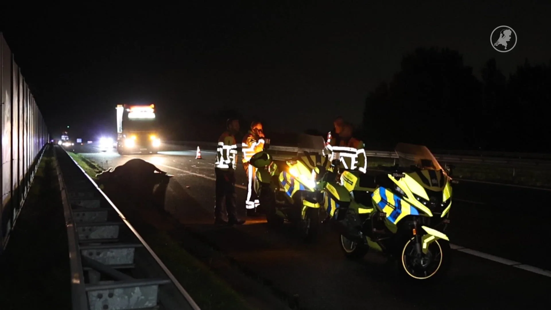 Koe dood na aanrijding met vrachtwagen op N31 bij Drachten