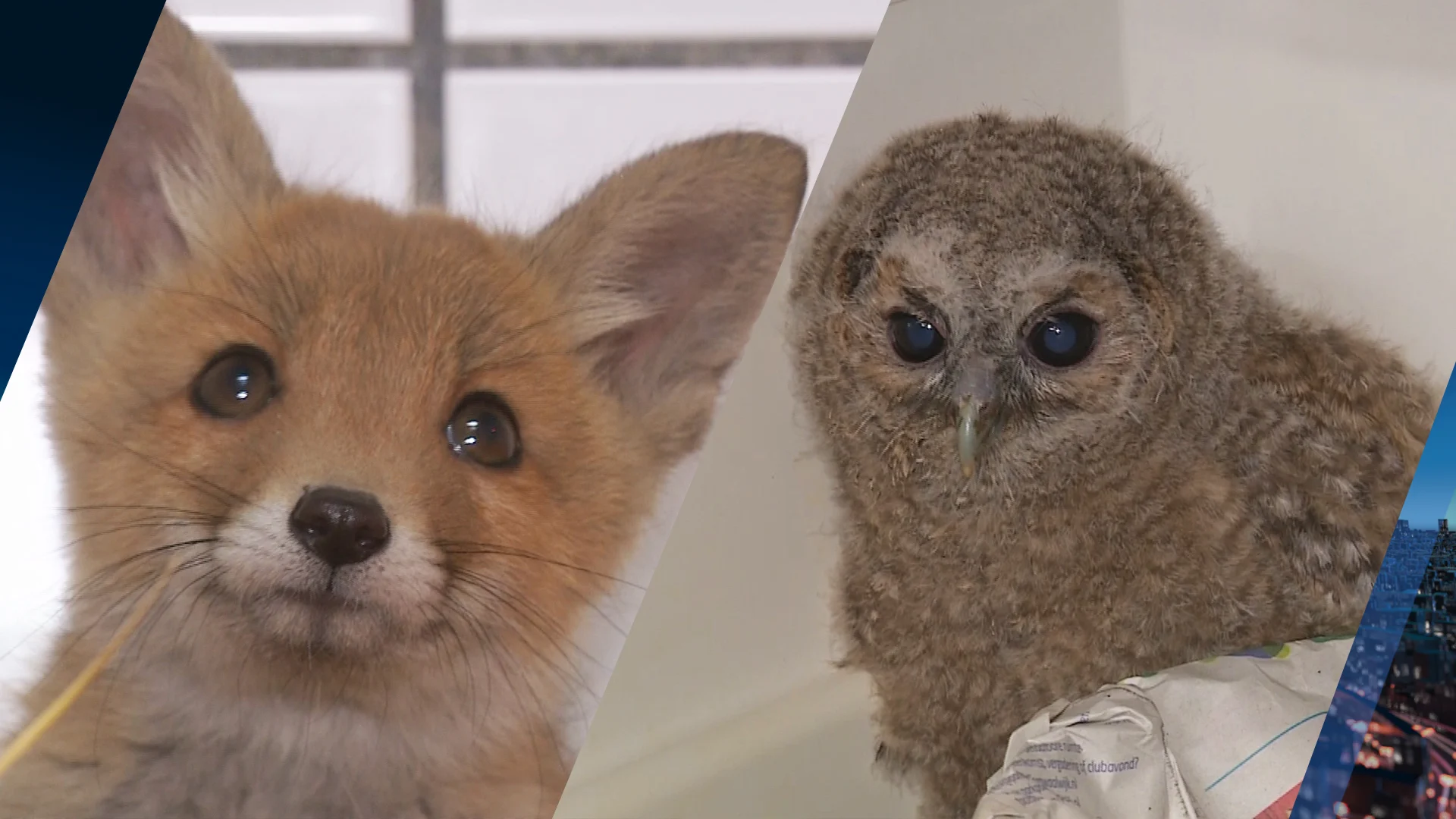 Opvang stroomt weer vol met voorjaarsdiertjes: 'Laat ze vooral liggen'