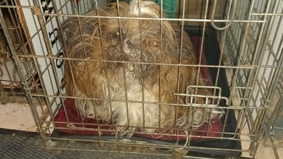 Geen water en te krappe kooien: opnieuw tientallen verwaarloosde honden gevonden in Hardenberg