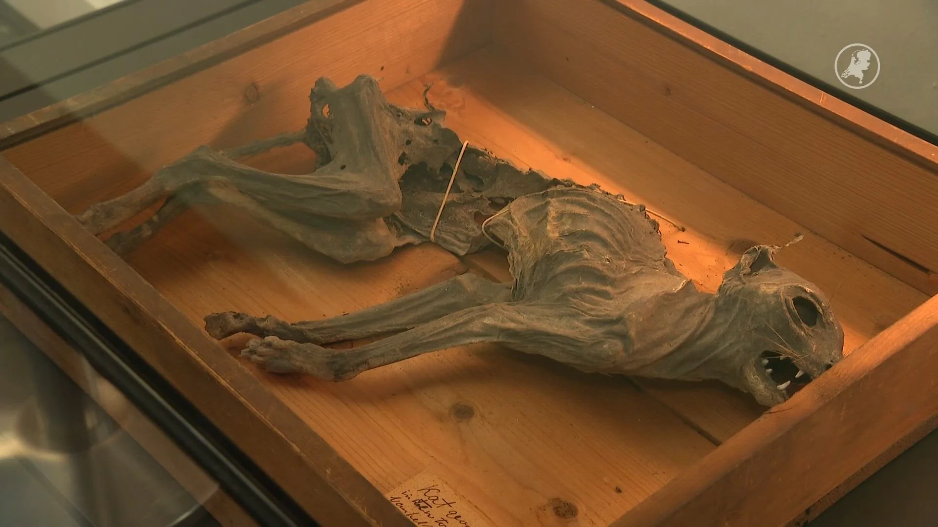 600 jaar oude mummiekat onthuld in Grote Kerk in Breda