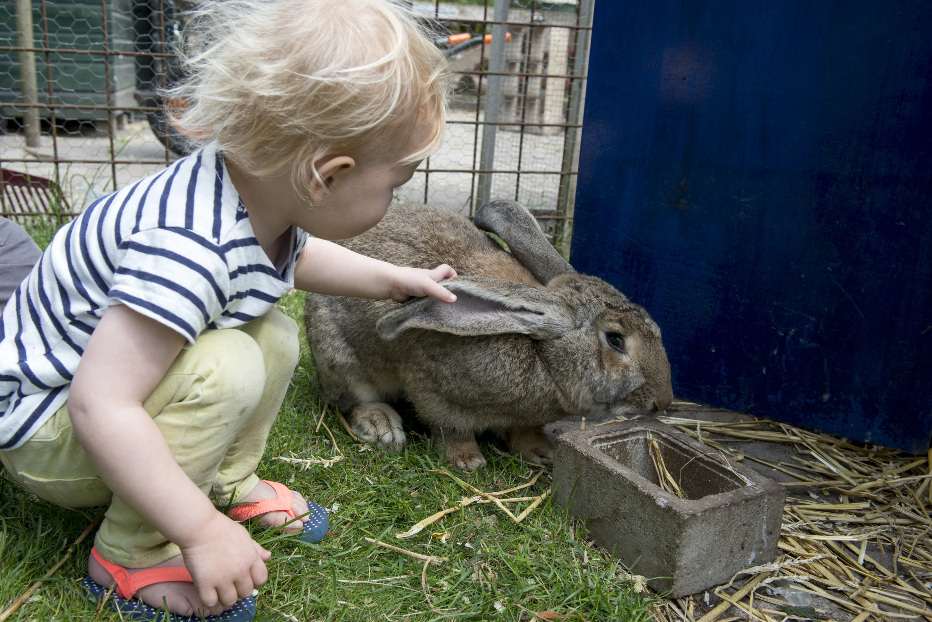 Konijnen met bruut geweld gedood op kinderboerderij Baambrugge