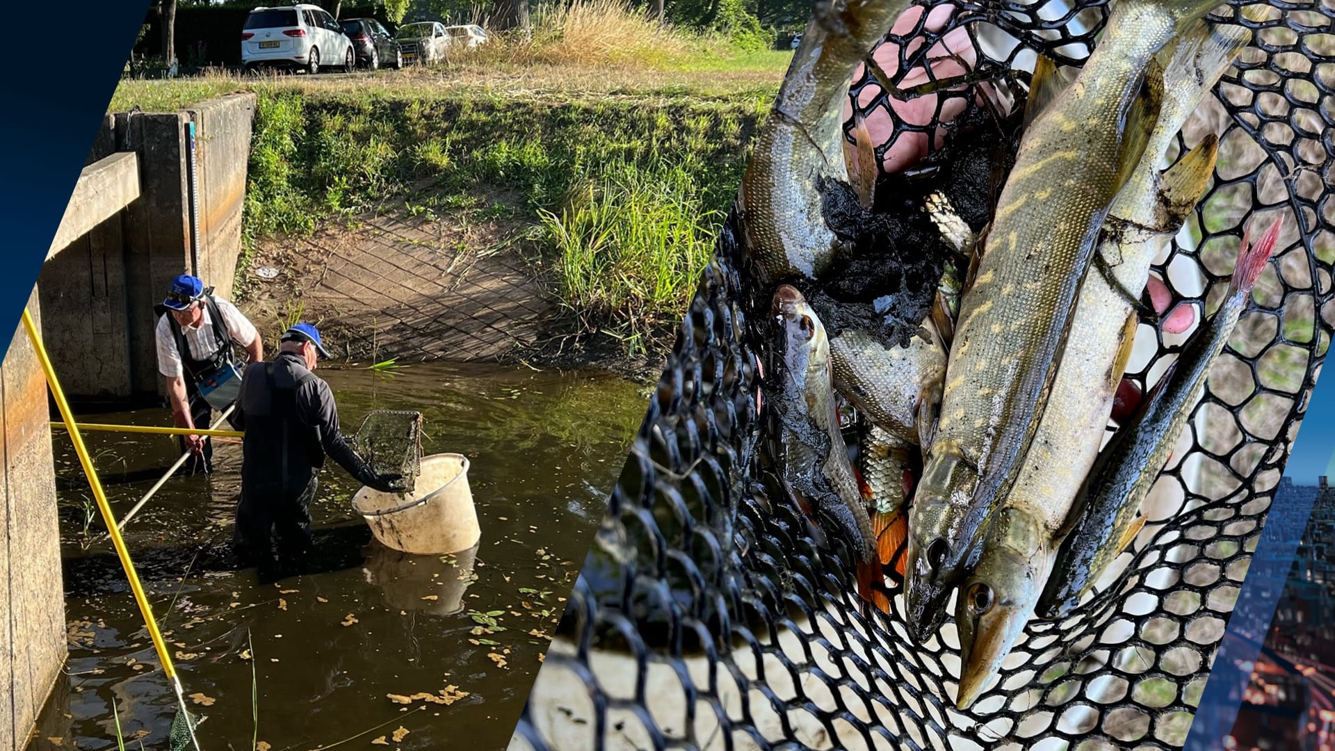 Bram redt vissen uit drooggevallen uiterwaard: 'Ik hoop op veel regen binnenkort'