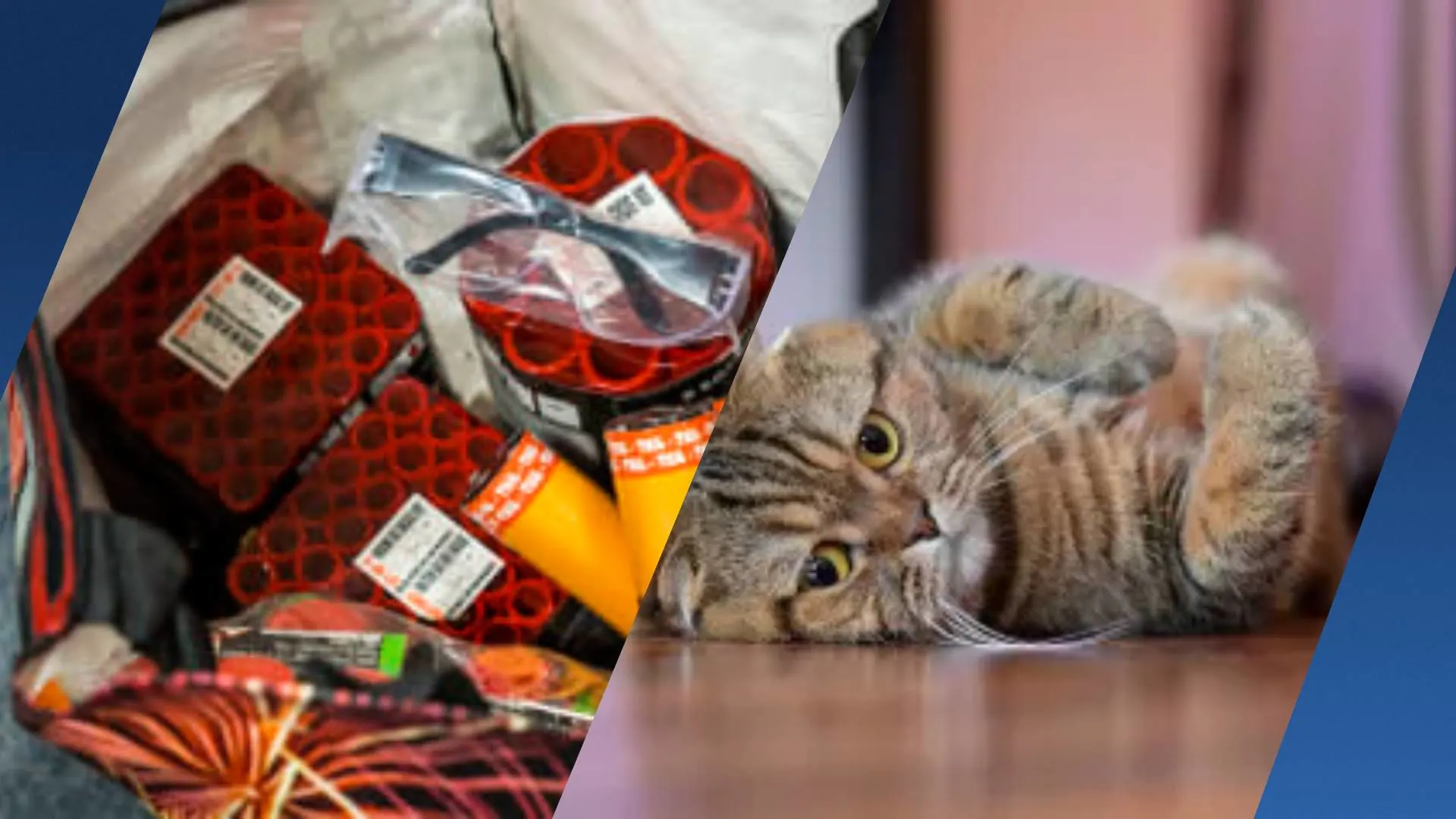 Vrees voor 'meer dierenleed dan ooit' rond de jaarwisseling