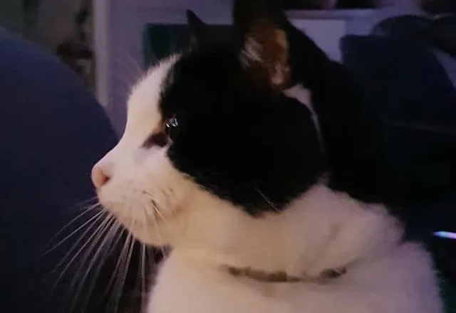 Kat Smokey overleeft brand kinderboerderij Maassluis niet