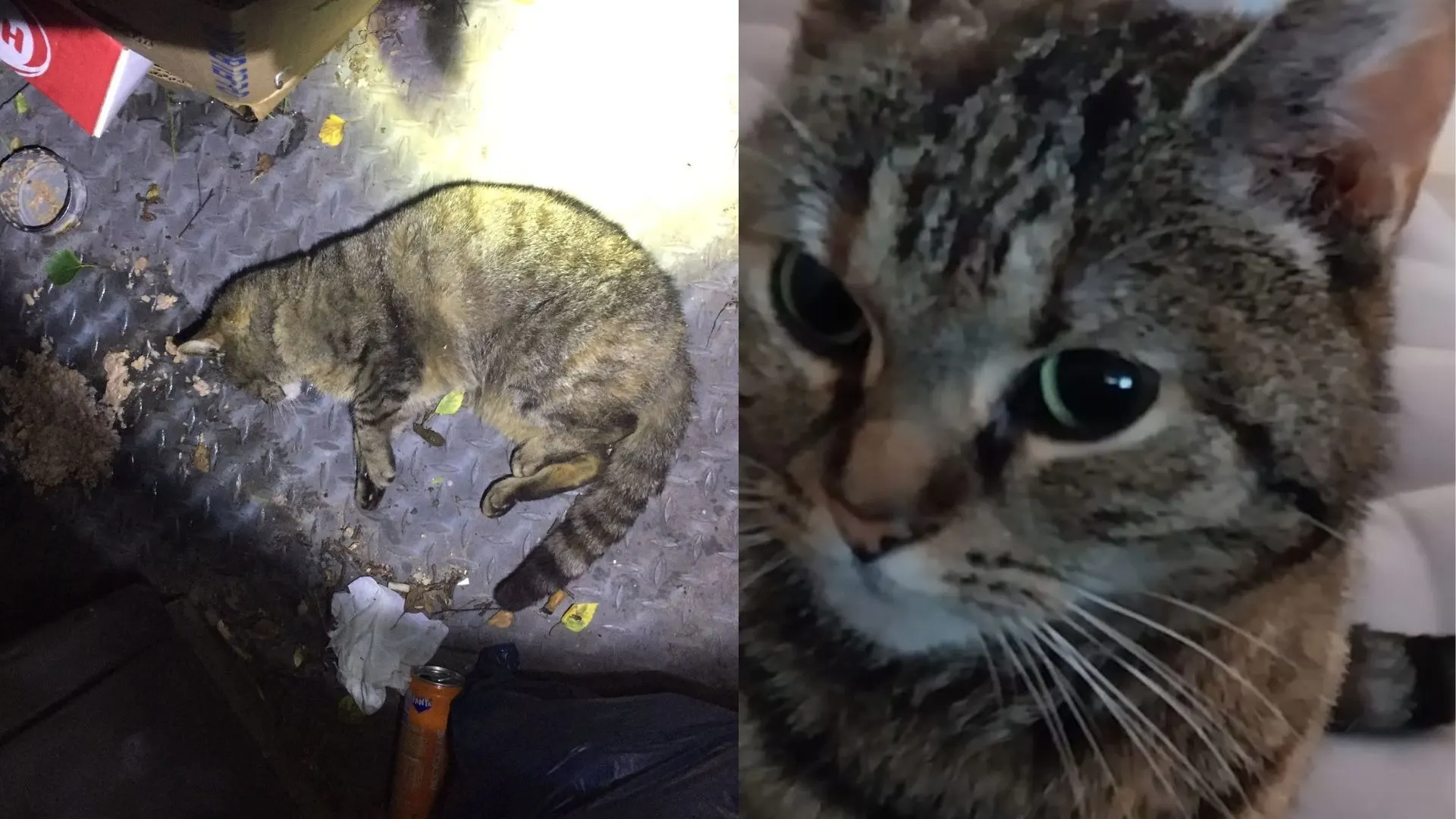 Kat vergiftigd en gedumpt in Venlo, baasje Bianca doet oproep om hulp