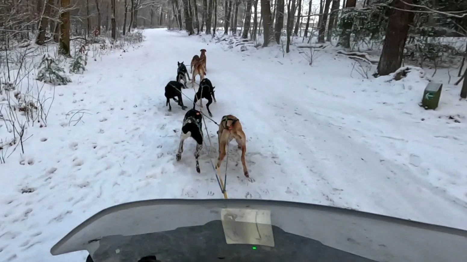 Na Noorwegen nu Nederland: snelste sledehondenteam traint op eigen sneeuw