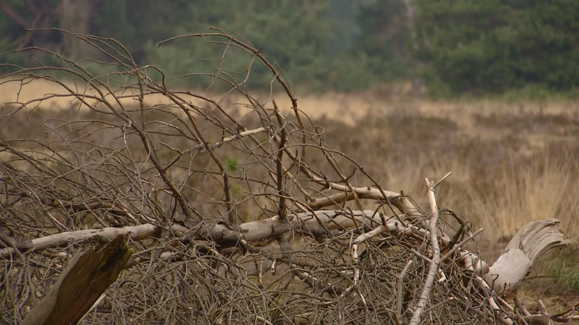 Nog nooit zo vroeg in het jaar zo droog in Brabant, desastreus voor weidevogels, bos en hei