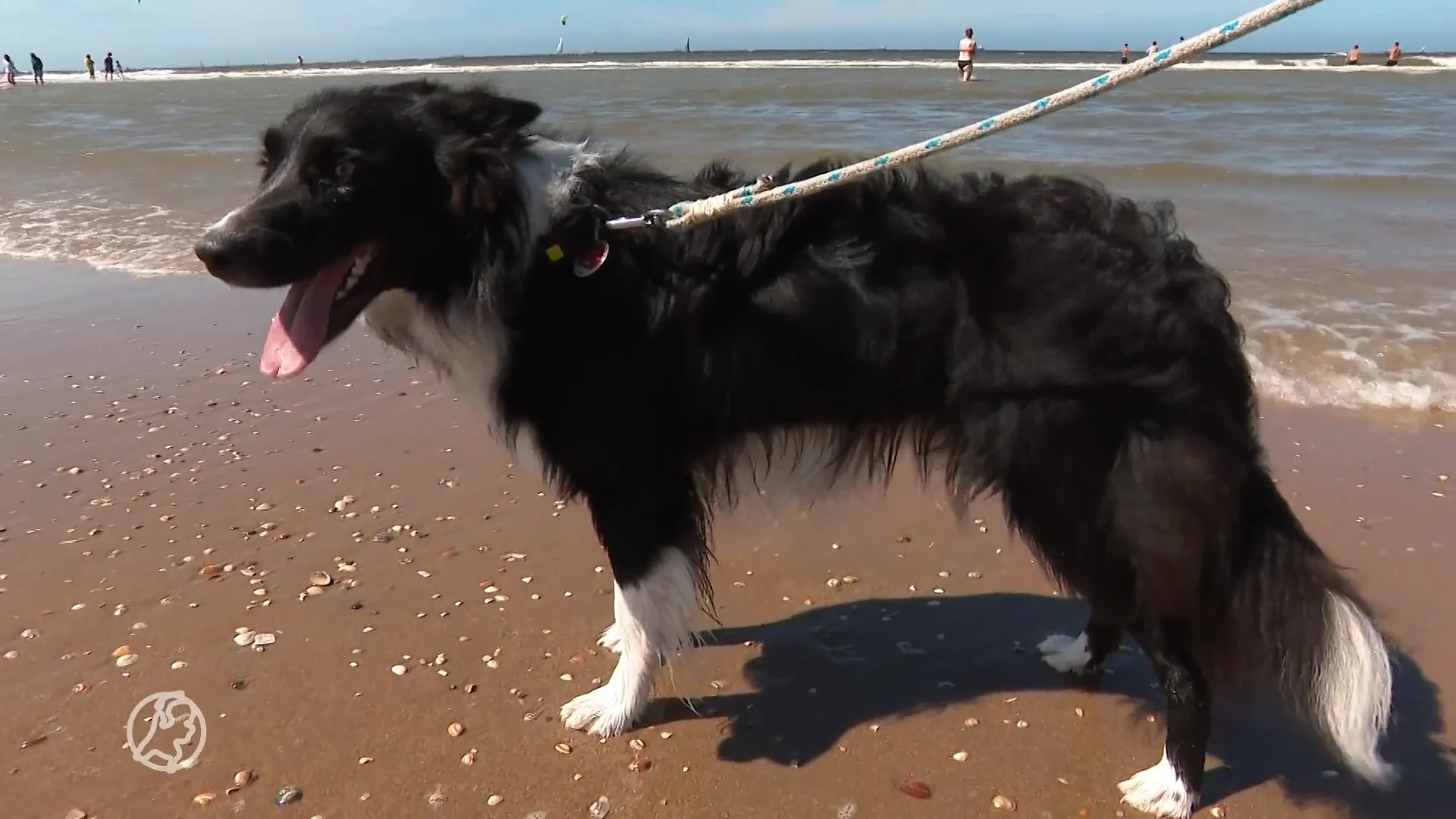 Hond Max verdwijnt spoorloos op strand Katwijk, teruggevonden in Duitsland dankzij Interpol